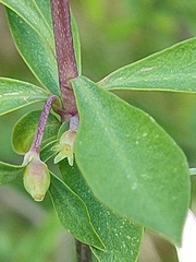 Lonicera pyrenaica