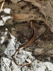 Iberolacerta horvathi