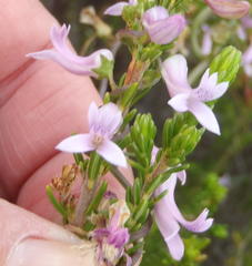 Cyphia digitata digitata