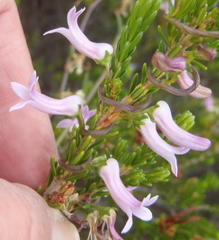 Cyphia digitata digitata