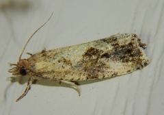 Endothenia nubilana