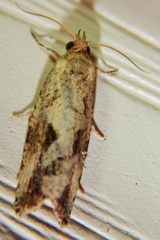 Endothenia nubilana