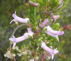 Cyphia digitata digitata