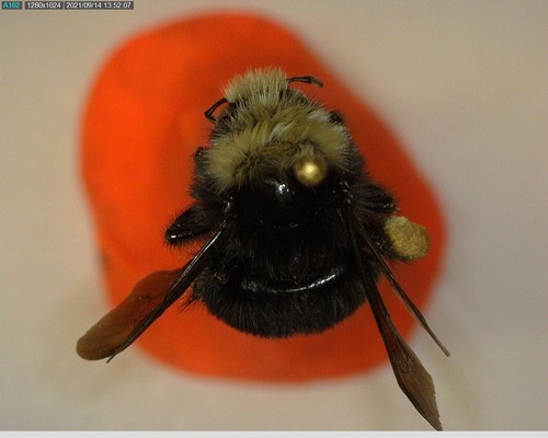 iNaturalist observation photo of Yellow-faced Bumble Bee