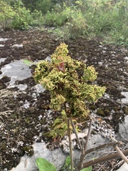 Eriophyes rhoinus