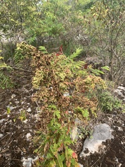 Eriophyes rhoinus