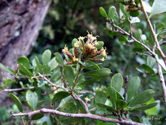 Fulcaldea laurifolia