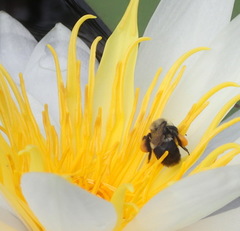Bombus impatiens image