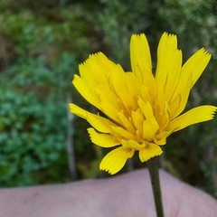 Scorzoneroides autumnalis