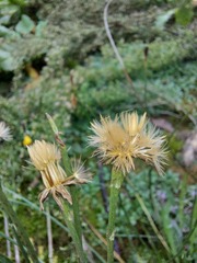 Scorzoneroides autumnalis