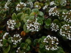 Logania crassifolia