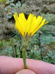 Scorzoneroides autumnalis