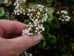 Logania crassifolia