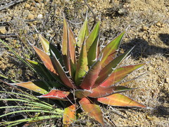 Agave kerchovei