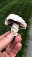 Agaricus