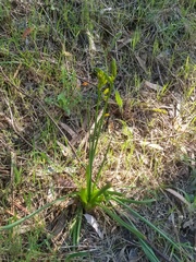 Bulbine glauca