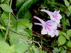 Streptocarpus primulifolius