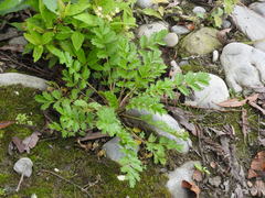 Potentilla paradoxa