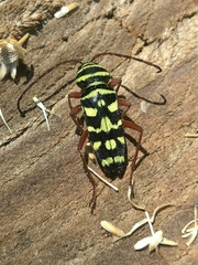 Megacyllene multiguttata