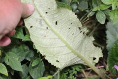 Streptocarpus primulifolius