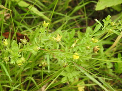 Potentilla paradoxa