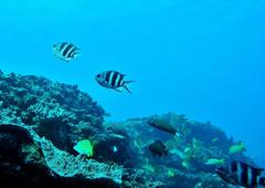 Abudefduf natalensis