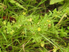 Potentilla paradoxa