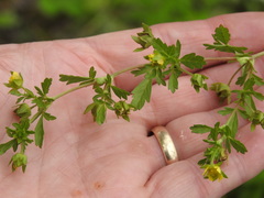 Potentilla paradoxa