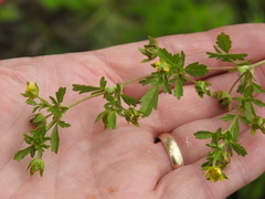 Potentilla paradoxa