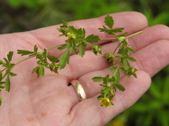 Potentilla paradoxa
