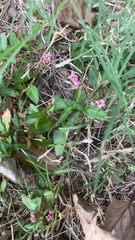 Persicaria longiseta