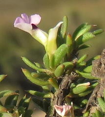 Muraltia squarrosa