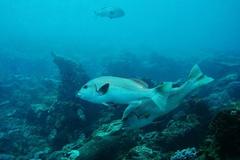Plectorhinchus chubbi