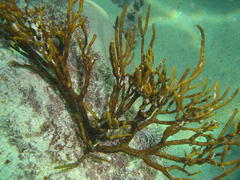 Bifurcariopsis capensis