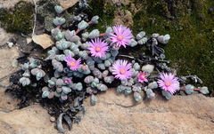 Braunsia maximilianii