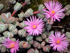 Braunsia maximilianii