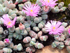 Braunsia maximilianii