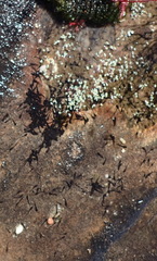 Capensibufo tradouwi