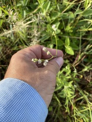 Florestina tripteris
