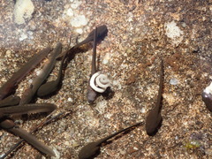 Capensibufo tradouwi