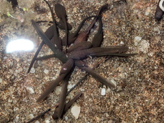 Capensibufo tradouwi