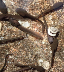 Capensibufo tradouwi