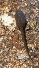 Capensibufo tradouwi