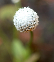 Eriocaulon decangulare image