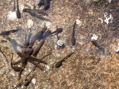 Capensibufo tradouwi