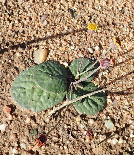 Image of Othonna oleracea by (c) Nicola van Berkel, some rights reserved (CC BY-SA)