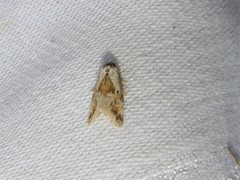 Maliattha synochitis