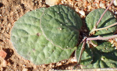 Othonna oleracea