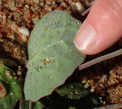 Othonna oleracea
