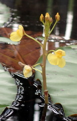 Utricularia foliosa